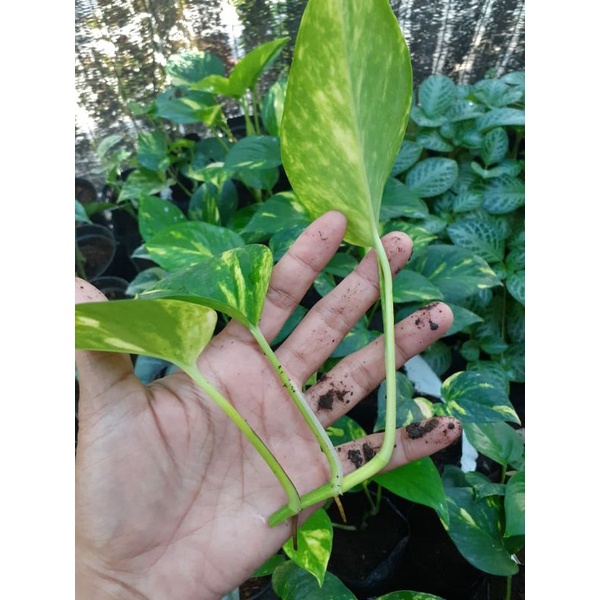 Sirih Gading Golden Pothos