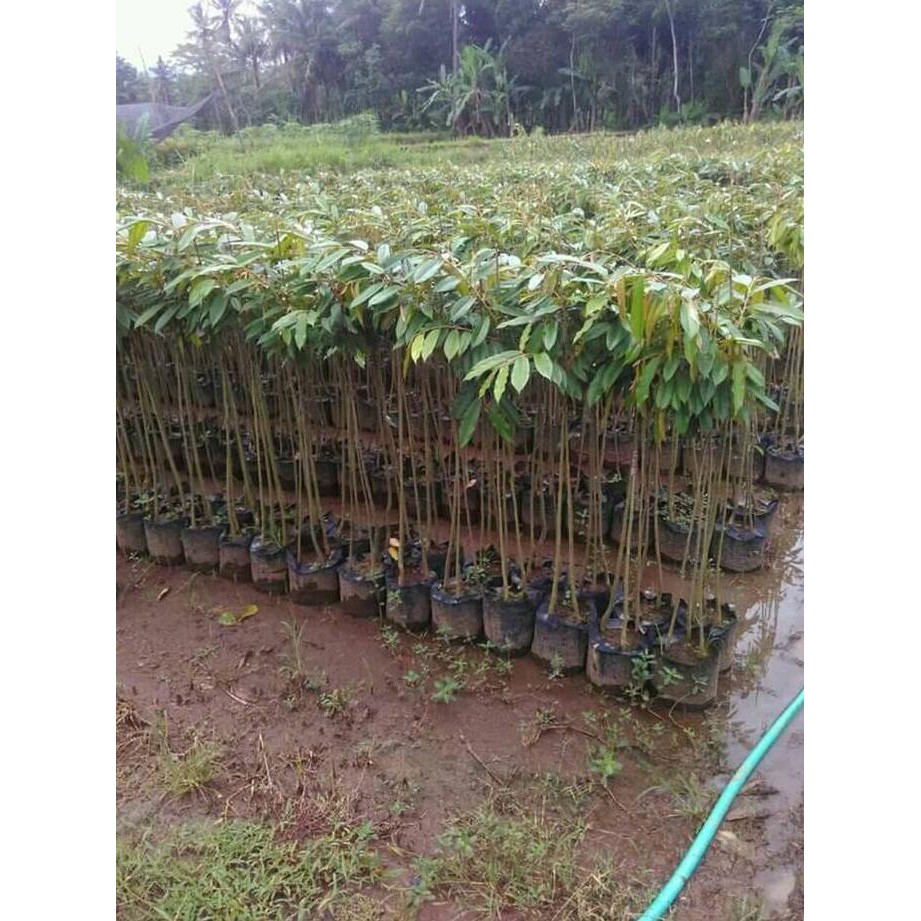 BIBIT DURIAN MONTONG MERAH 3 KAKI  VARIETAS SUPER UNGGUL %%##%%