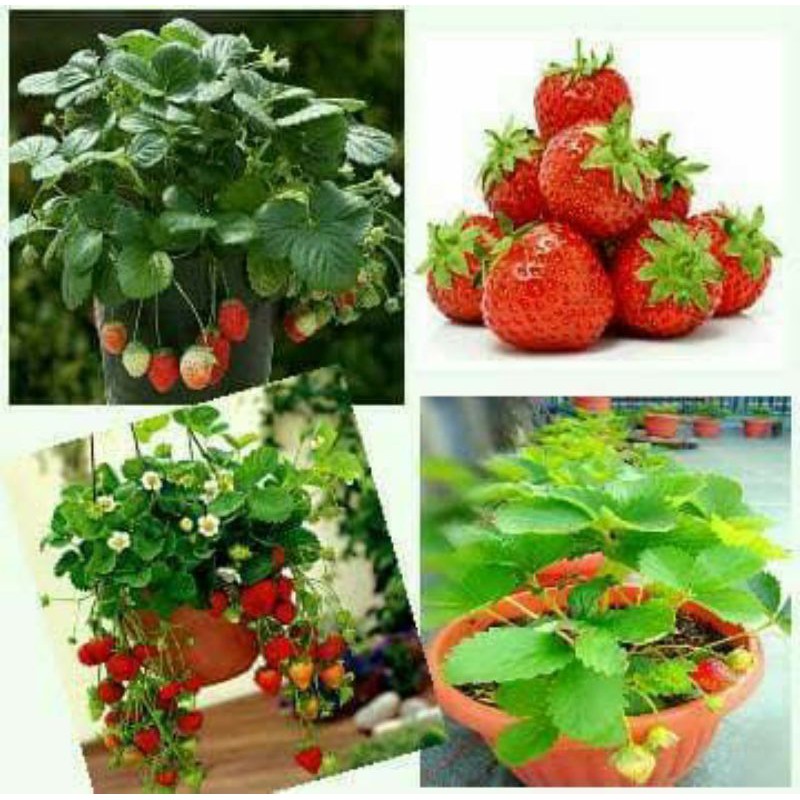 BIBIT STRAWBERRY JUMBO