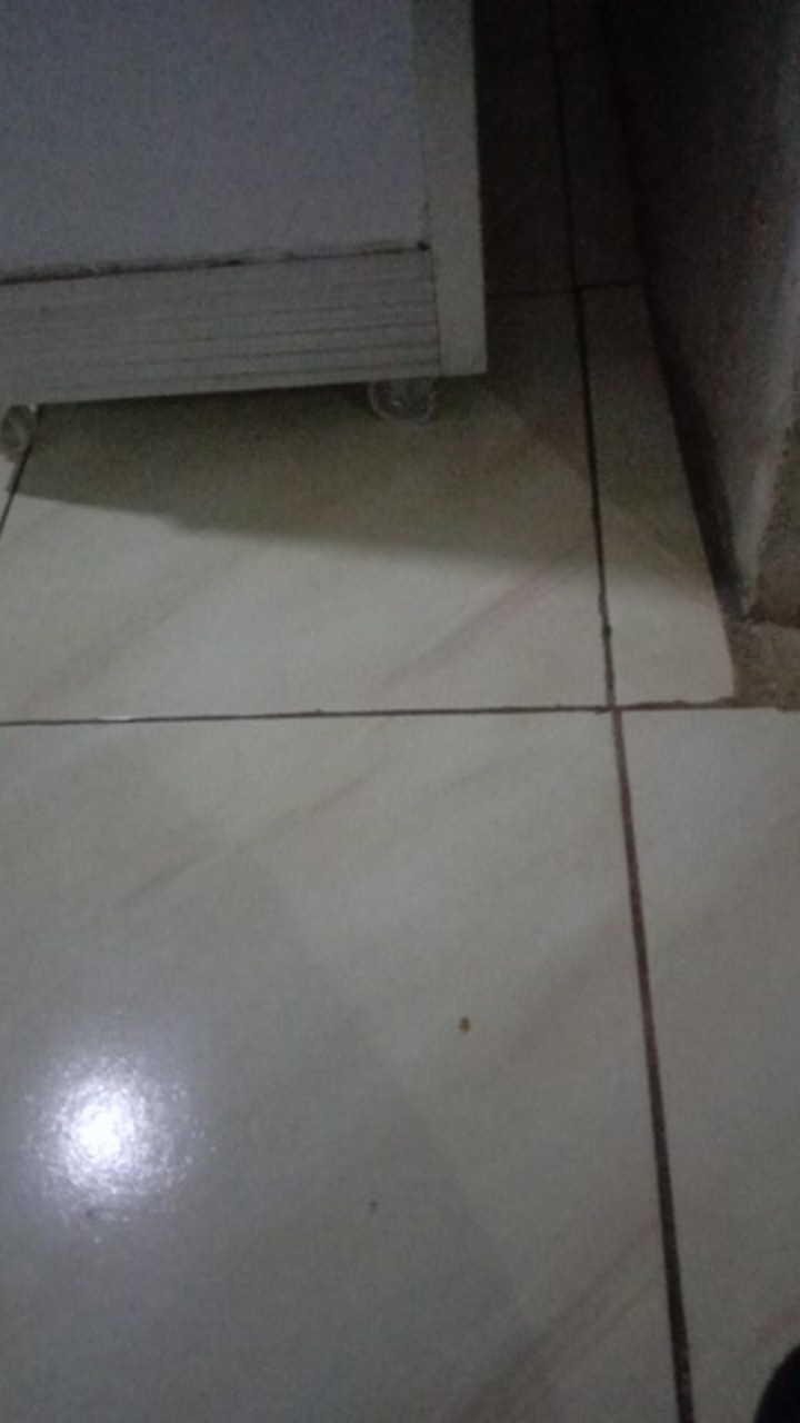Maowang Orange Hologram Pembasmi Tikus