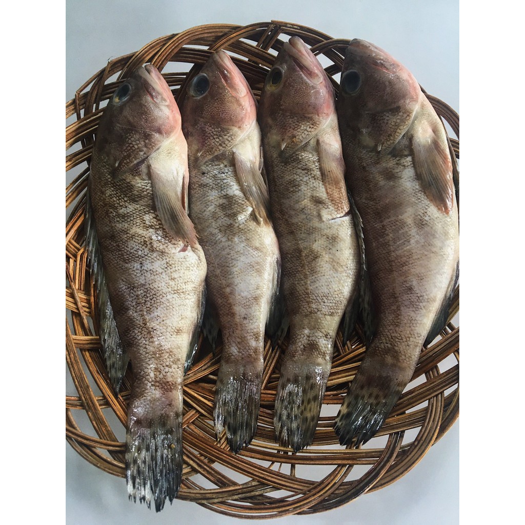 

Ikan Kerapu 500 Gram