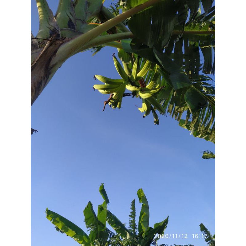 bibit bonggol pisang byar/tanduk
