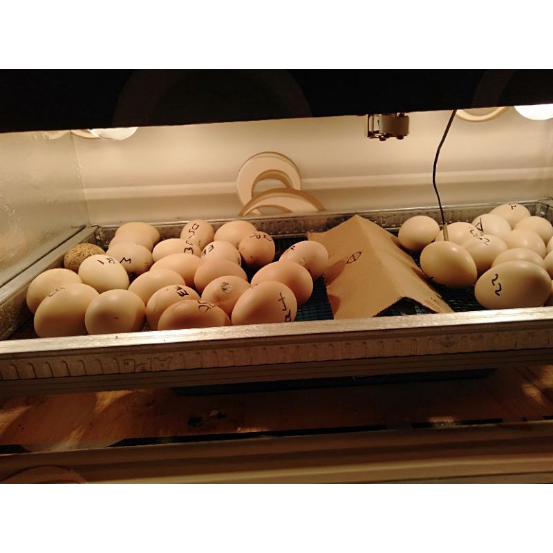 telur ayam hias bangkok ekor lidi