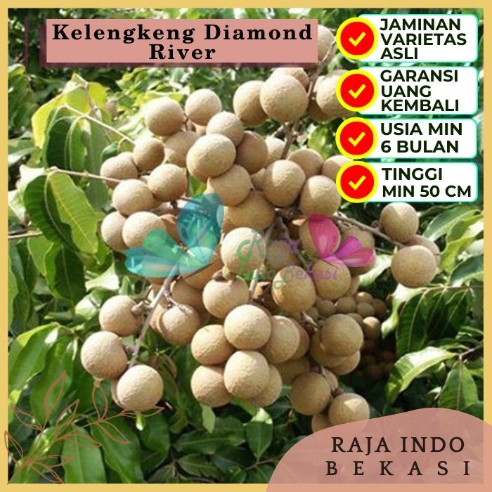 Bibit Tanaman Buah KELENGKENG DIAMOND RIVER Premium