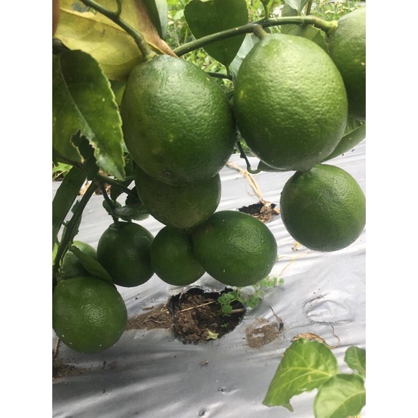 

Lemon California Organik