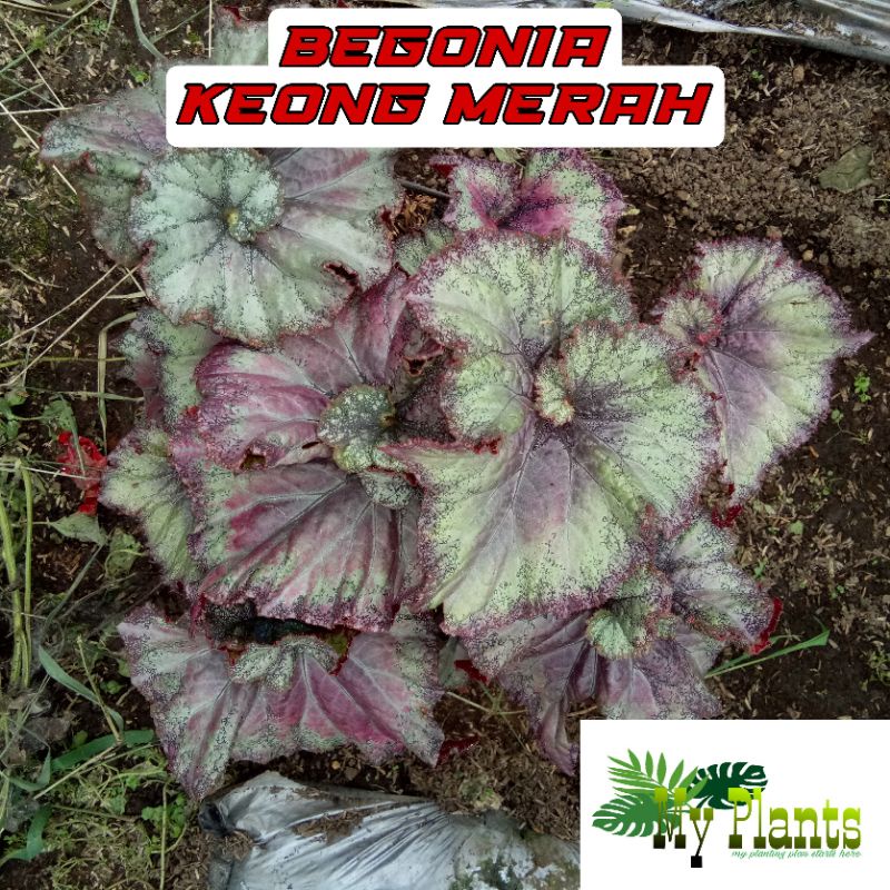 Tanaman Hias Bunga Begonia Rex Keong Merah