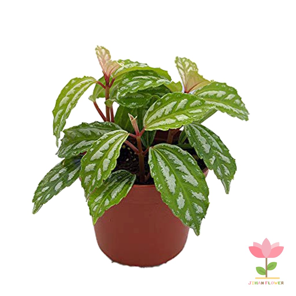 TANAMAN HIAS PILEA CARDIEREI | pilea mutiara