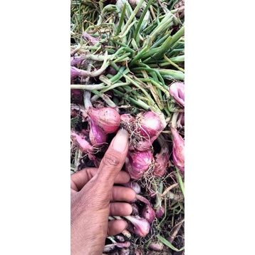 

brambang merah lokal nganjuk
