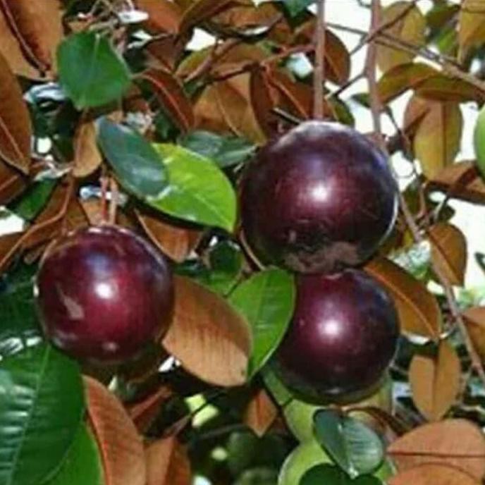 #_* Bibit Buah Kenitu Ungu