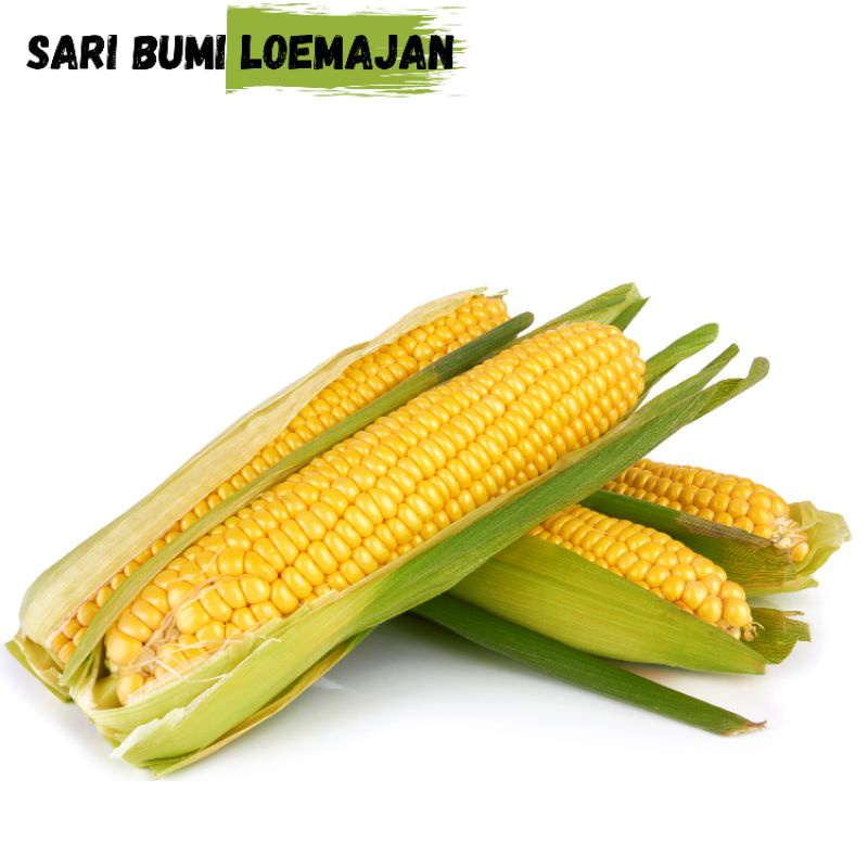 

jagung manis 1 pcs sari bumi loemajan