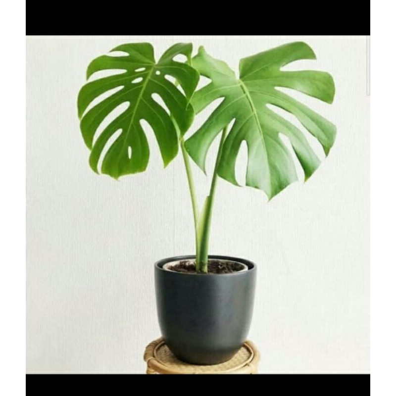 tanaman hias monstera deliciosa / monstera deliciosa