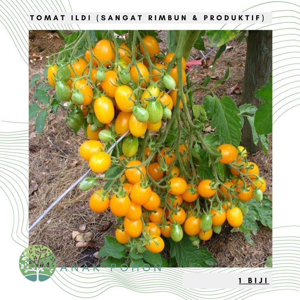 Benih Bibit Biji - Tomat Ildi (Buah Sangat Rimbun &amp; Produktif) Yellow Cherry Tomato Seeds