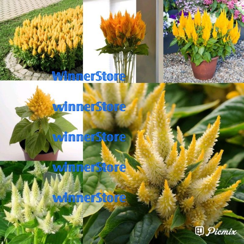 Bibit Benih Bunga Celosia Kuning (10 Butir)