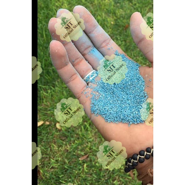 Rumput Bermuda - Biji rumput bermuda Kemasan 1 Kg