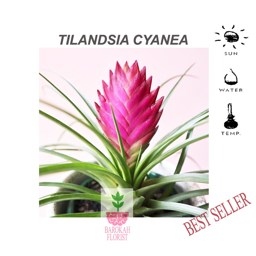 Tanaman tillandsia cyanea