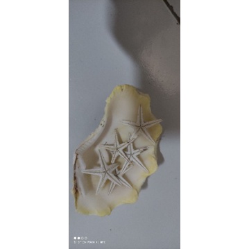 Bintang laut kering asli