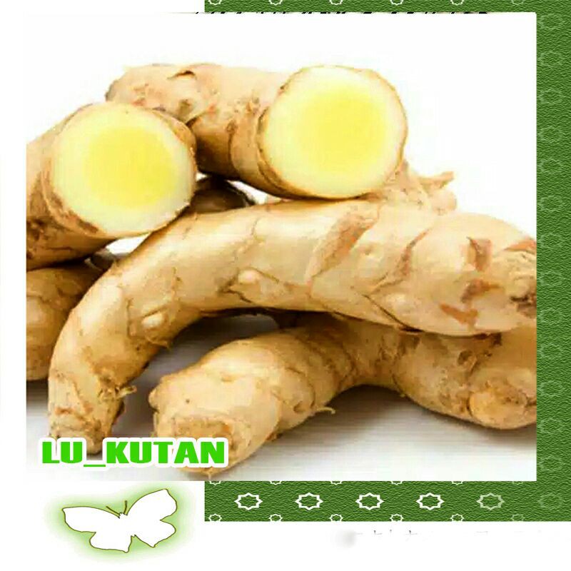 

Temu Putih/Kunyit Putih 500gr