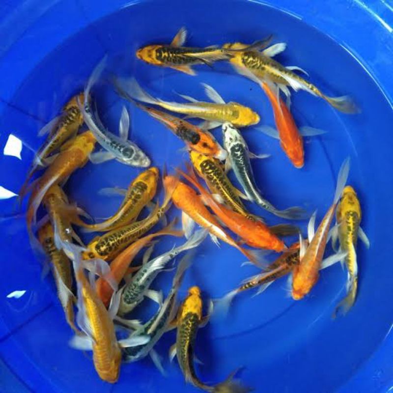 Ikan koi metalik kumpay slayer size 6,7,8 CM