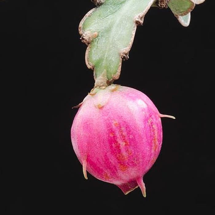 

Tanaman Jadi !! Buah Naga Mini