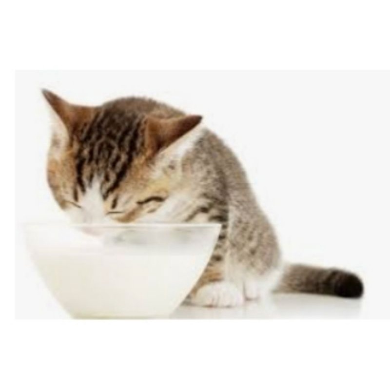 SUSU KUCING CAT MILK SUSU KITTEN 20 GRAM