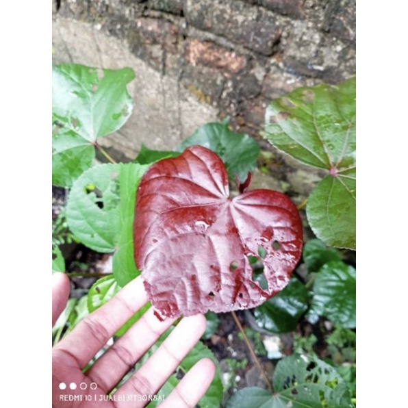 Waru merah bahan bonsai murah (BISA COD)