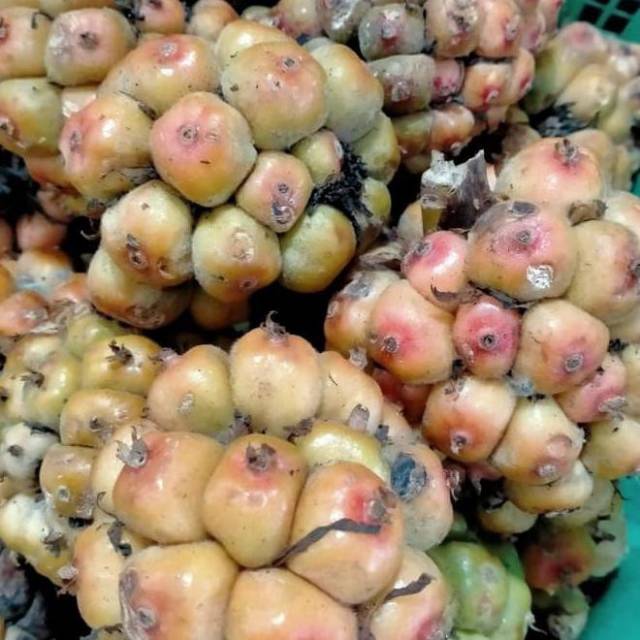 

Asam Cikala / Cekala / Patikala