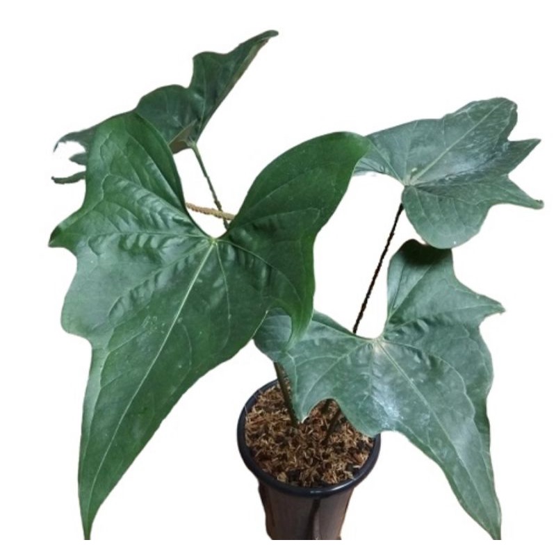 Anthurium pterodactyl (Remaja)