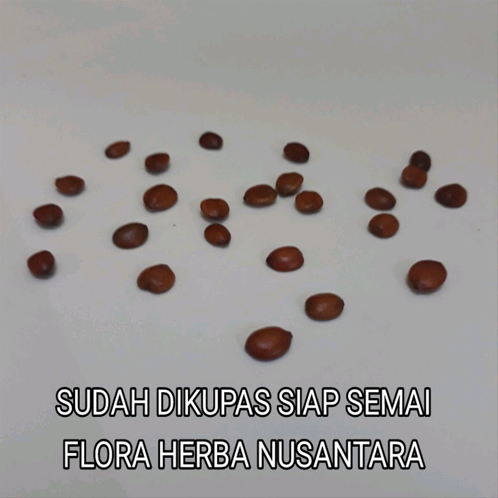 

TERMURAH! Biji Bidara Arab Super Siap Semai Sudah Di Kupas Dari Cangkangnya