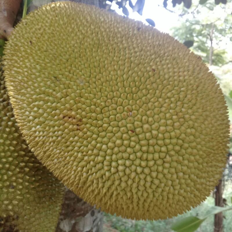 Jual Buah Nangka Muda Kg Shopee Indonesia