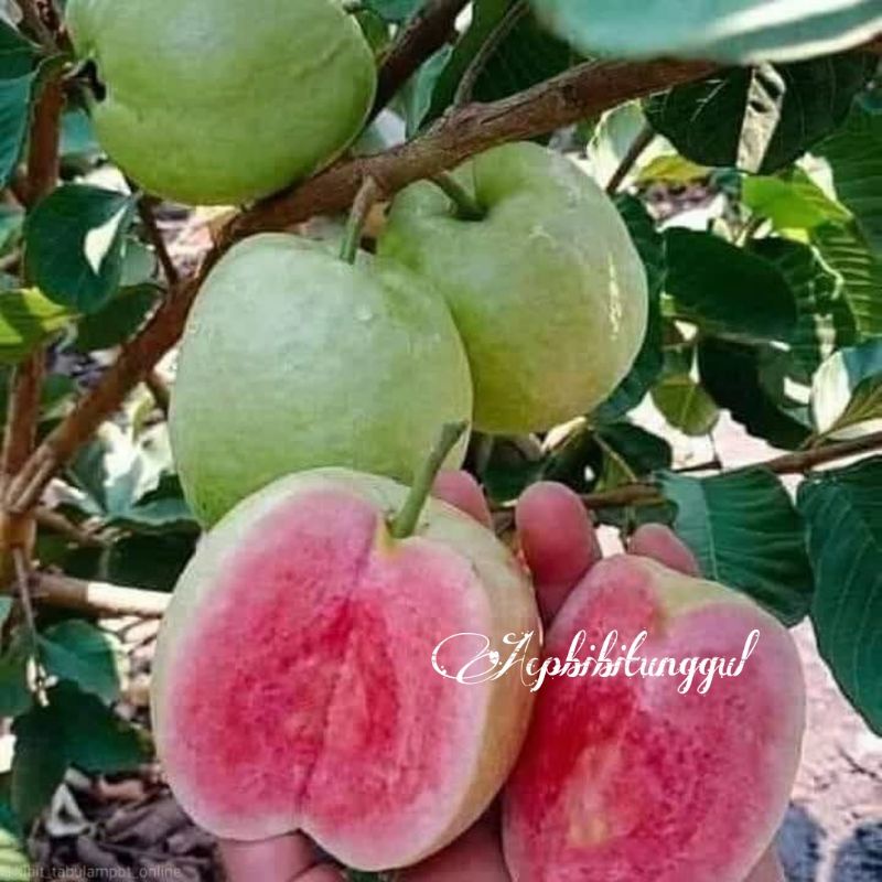 Bibit Jambu Biji Red Diamond