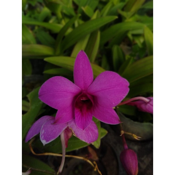 Anggrek Dendrobium dewasa Enobi x Bigibbum