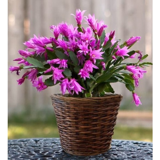 ( Tanaman Hias Gantung hidup Murah 
Jual Jenis Bunga Wijaya Kusuma, Purple Christmas Cactus )
