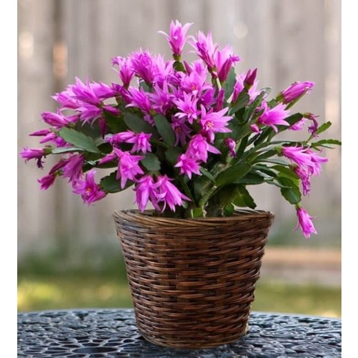 ( Tanaman Hias Gantung hidup Murah 
Jual Jenis Bunga Wijaya Kusuma, Purple Christmas Cactus )