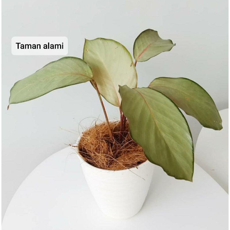 tanaman indoor calathea silver - calathea silver