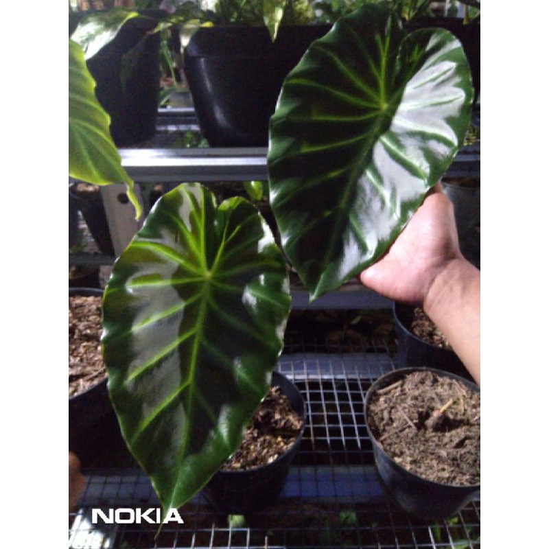 bonggol Vivipara