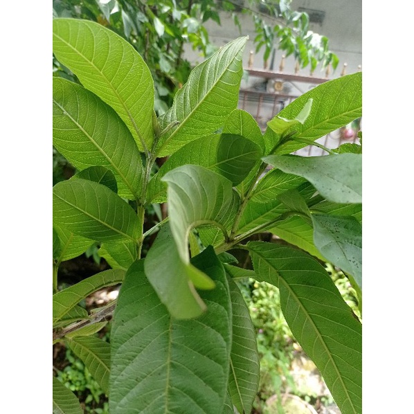 

daun jambu biji fresh langsung petik segar tampa pestisida, obat alami sembelit dan banyak lain manfaatnya