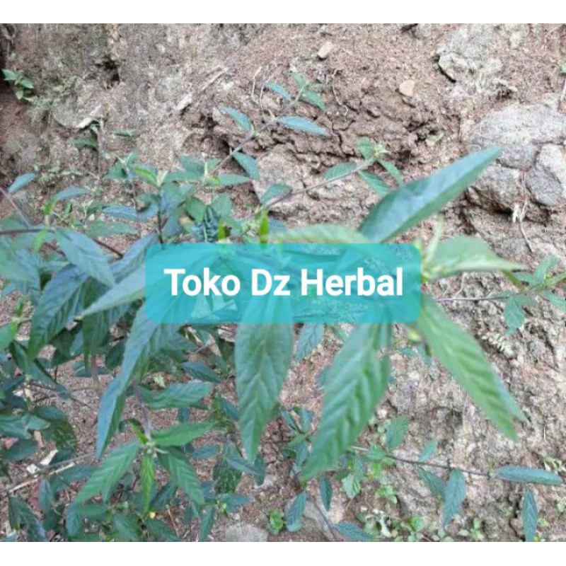 

JUAL Daun sidaguri jantan segar 500 gram fresh petik langsung-az