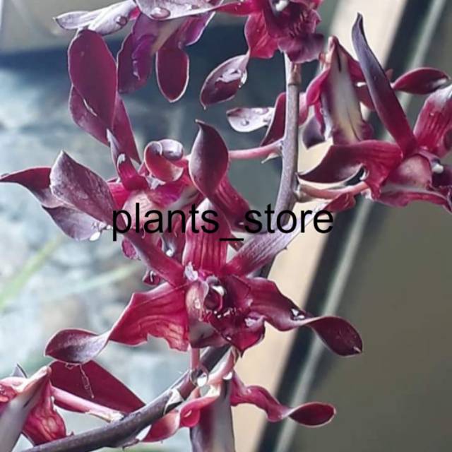 ANGGREK DENDROBIUM KRITING CALIOPE PURPLE / MINI BLACK SPIDER THAILAND/ DAMITHA plants_store