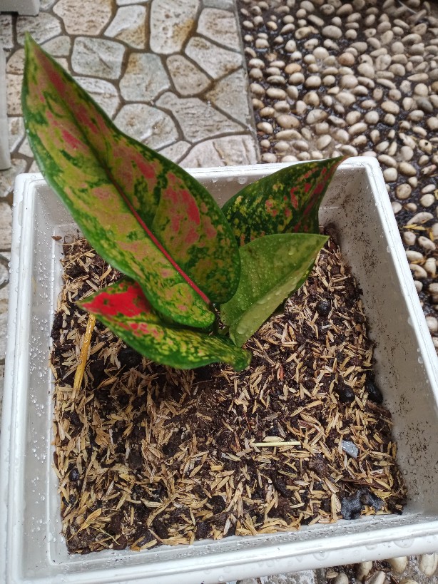 Taman Hias Aglonema Heng Heng