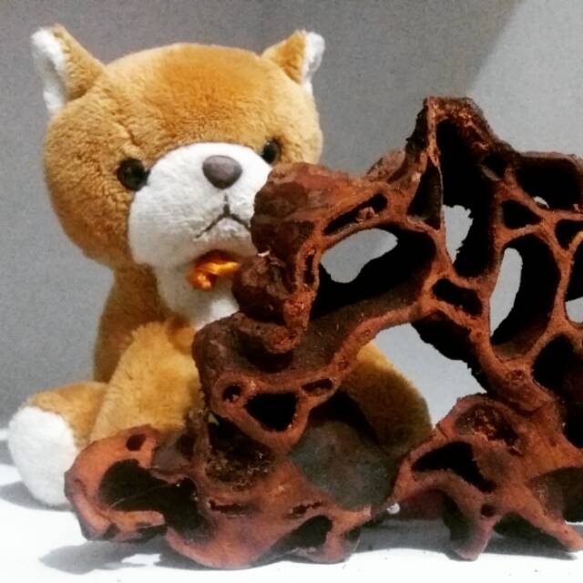 Sarang Semut Papua warna Merah kering Asli