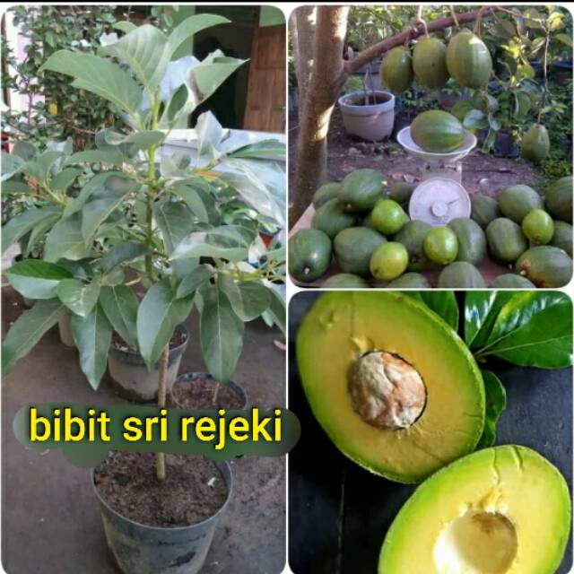 BIBIT ALPUKAT MENTEGA KENDIL JUMBO BERBUAH LEBAT