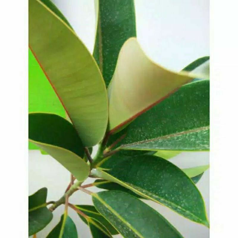 Daun Karet Kebo / daun Karet herbal