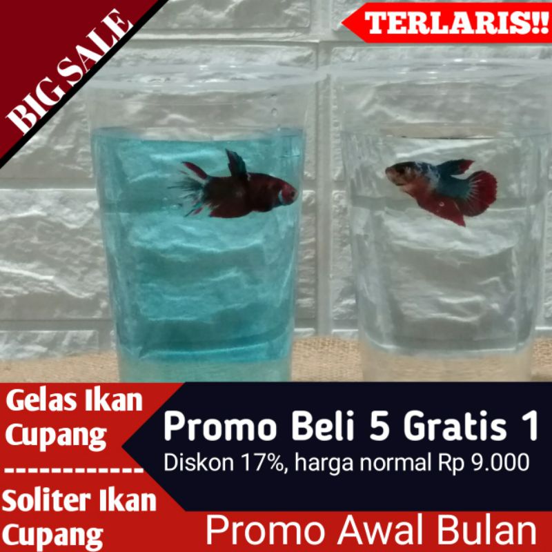 Gelas Cupang Murah | Penganti Botol Aqua | Soliter Cupang