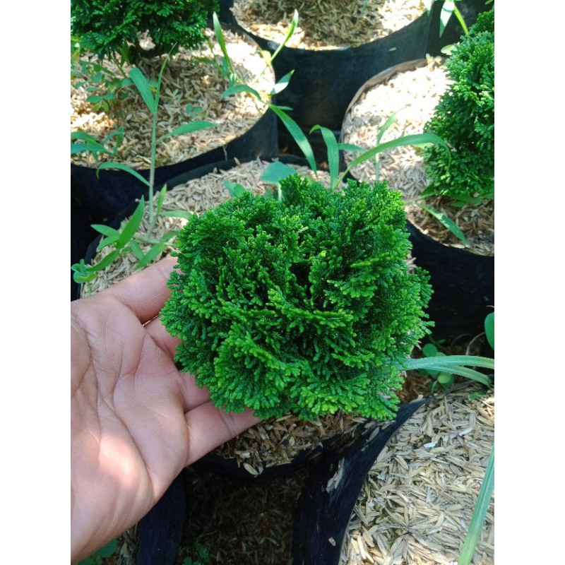 Tanaman Hias cemara Inoki mini Hijau