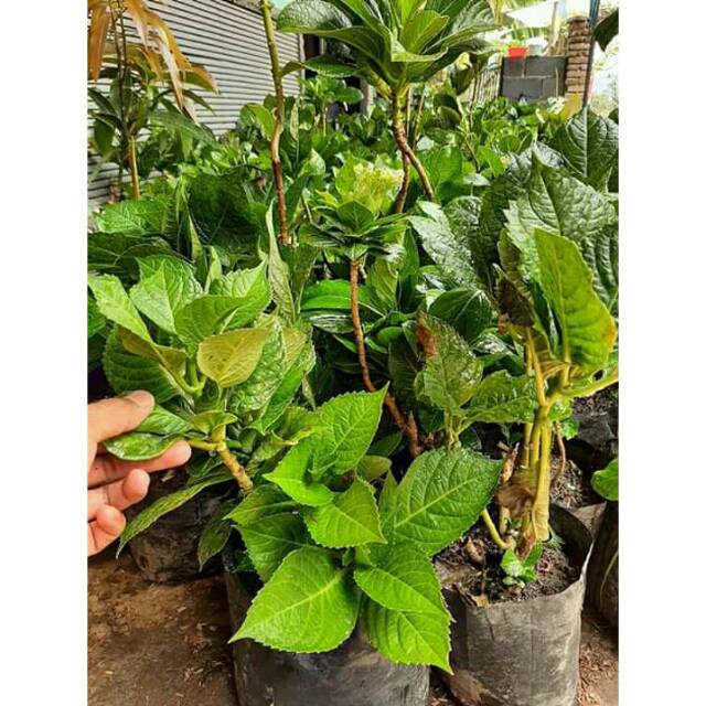Bibit tanaman hidup bunga hortensia