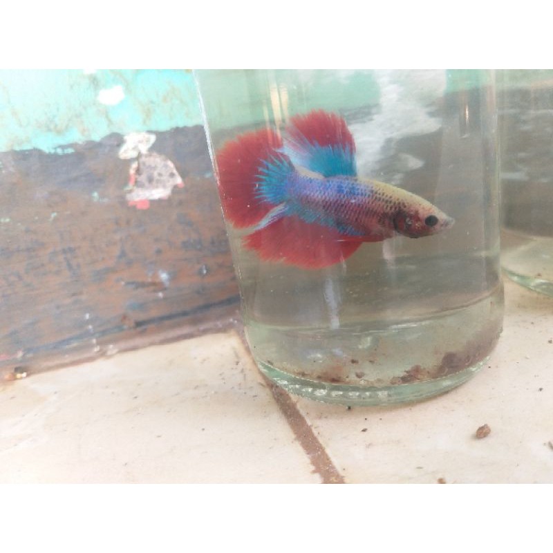 jual cupang HalfMoon-ikan hias-cupang cantik murah-cupang HalfMoon Jantan
