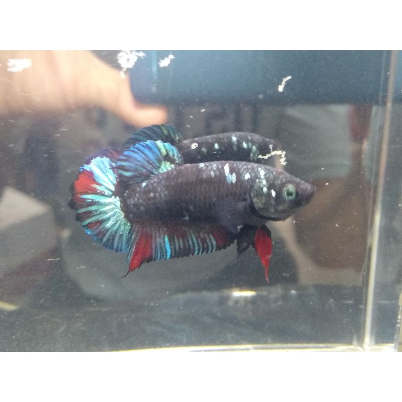 Ikan Cupang Betina / Female Jenis Avatar Gordon Full Telur Siap Kawin Top Grade