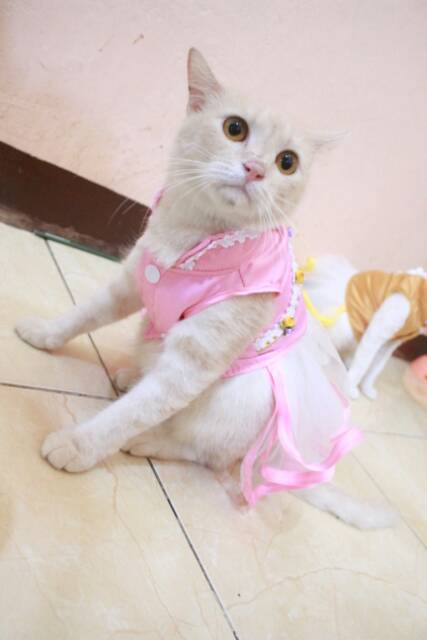 Dress shanghai chongsam satin baby pink imlek untuk kucing dan anjing size S-XL