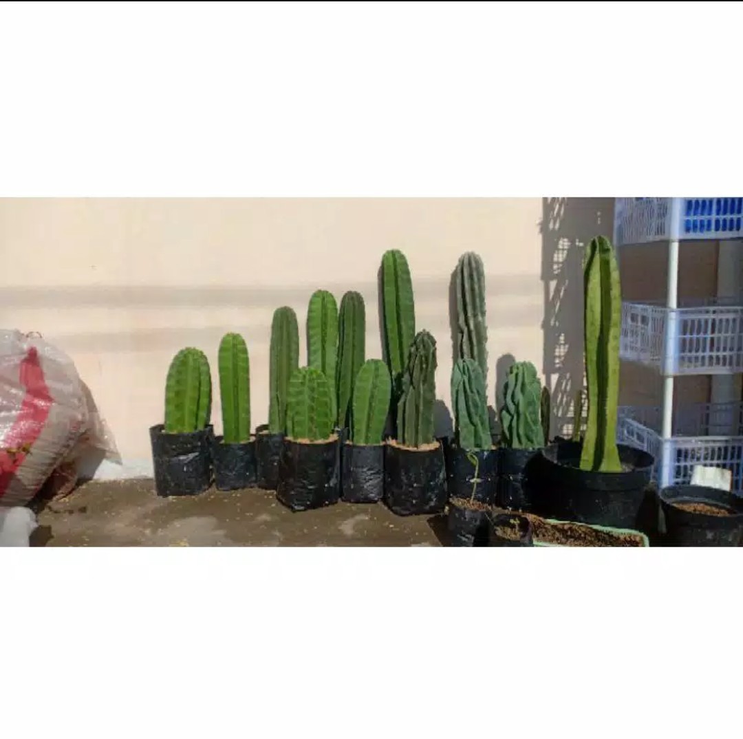 Tempat Celana Dalam Kaos Kaki Dasi Gantung Korean Underwear Pouch