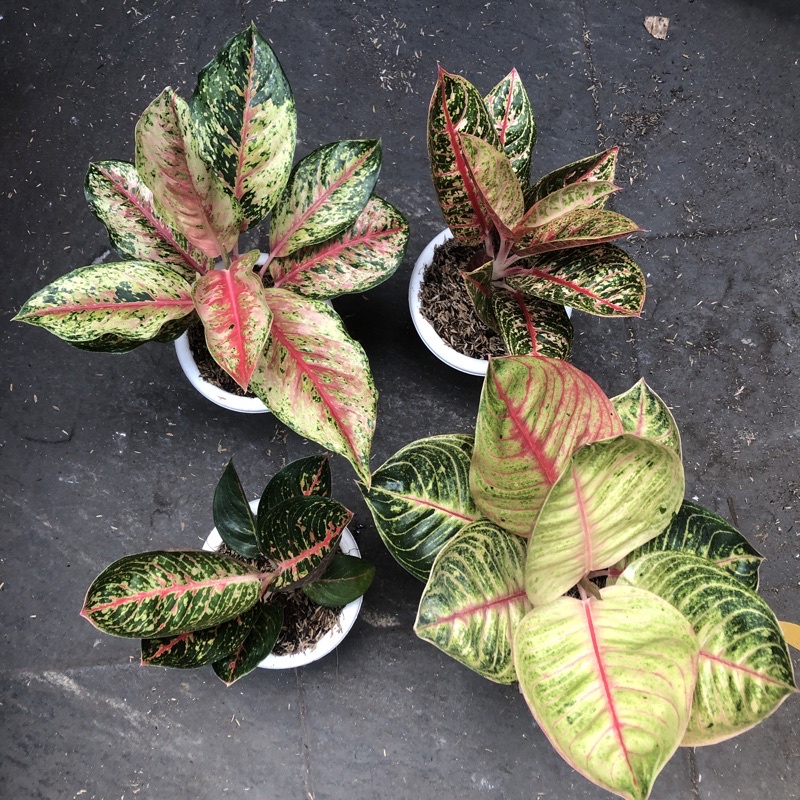 Aglonema Moonlight, adelia, diana, sweet Dream